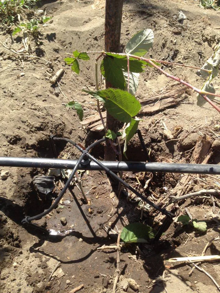 Riego por goteo para frutales "arañas"
