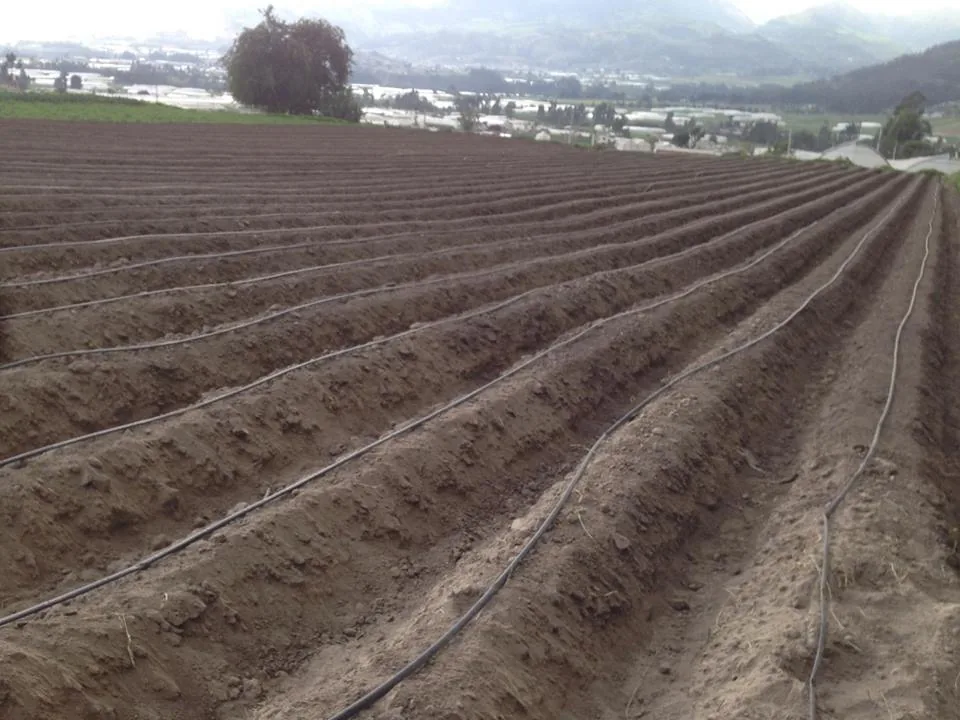 Planta de fresa + sistema de riego por goteo